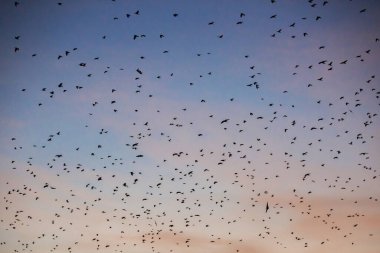 gün batımında gökyüzünde birçok kuş