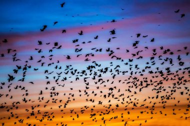 gün batımında gökyüzünde birçok kuş
