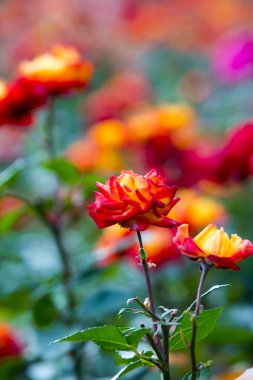 Kırmızı ve sarı güller tarlada