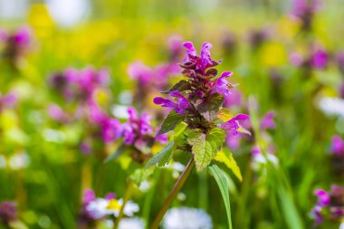 Yeşil tarlada pembe çiçekler