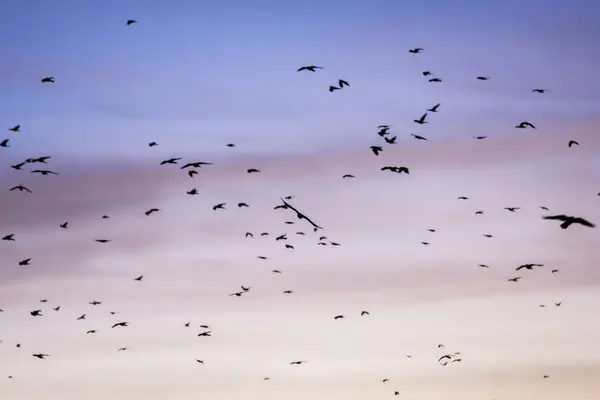 Nombreux Oiseaux Dans Ciel Coucher Soleil — Photo