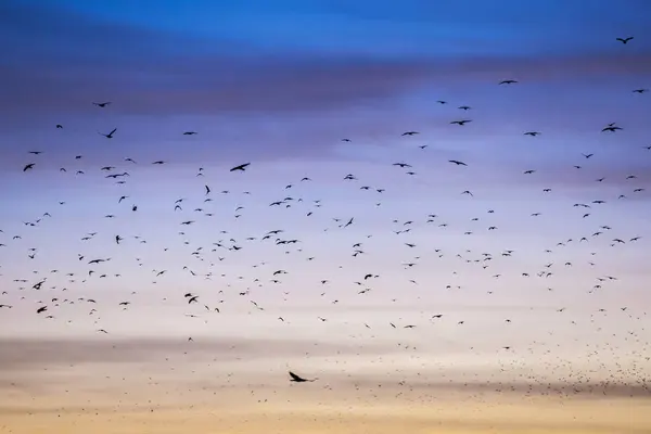 Много Птиц Небе Закате — стоковое фото