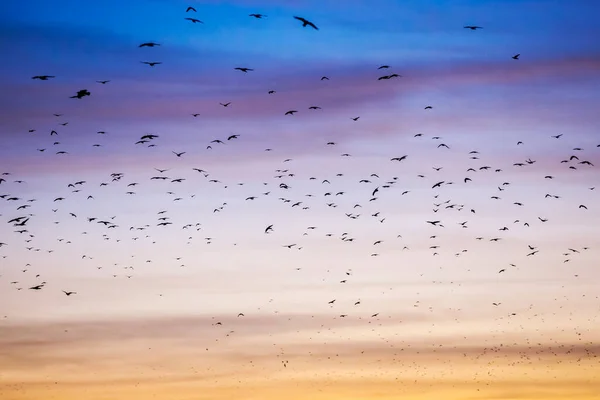 Veel Vogels Hemel Bij Zonsondergang — Stockfoto