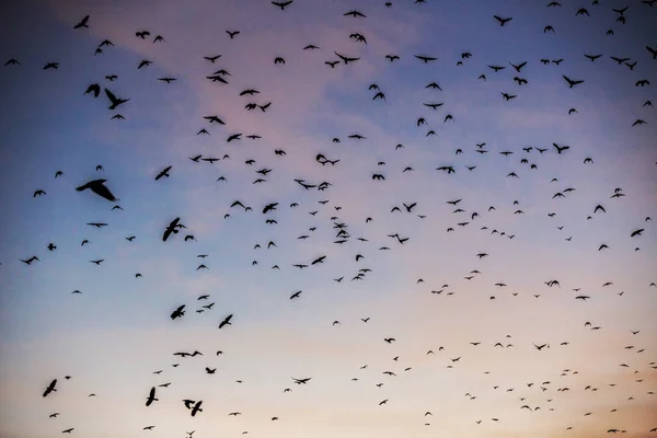 Viele Vögel Himmel Bei Sonnenuntergang — Stockfoto