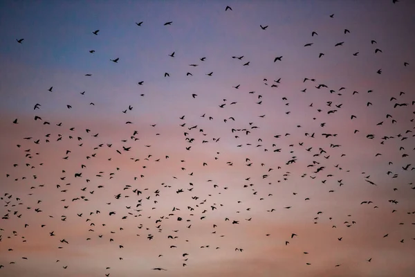 Много Птиц Небе Закате — стоковое фото