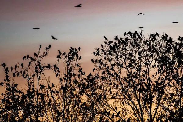 Muchas Aves Cielo Atardecer —  Fotos de Stock