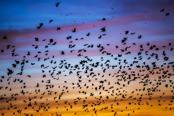 Muchas Aves Cielo Atardecer — Foto de Stock