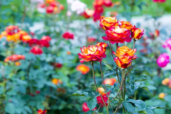 Stock image red and yellow roses in field