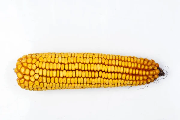 白い背景に成熟したトウモロコシ — ストック写真