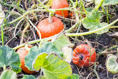 Turuncu organik kabaklar sahada, seçici odak
