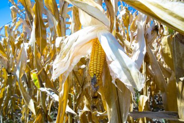 güneşli bir gün Mısır tarlasında