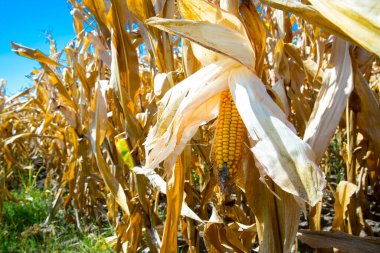 güneşli bir gün Mısır tarlasında