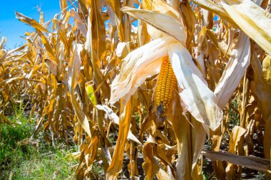 güneşli bir gün Mısır tarlasında