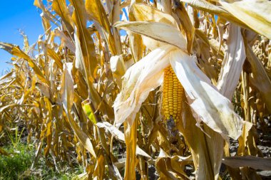 güneşli bir gün Mısır tarlasında