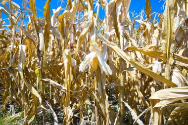 güneşli bir gün Mısır tarlasında