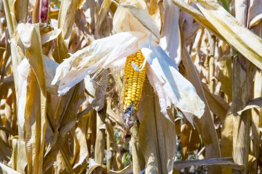 güneşli bir gün Mısır tarlasında
