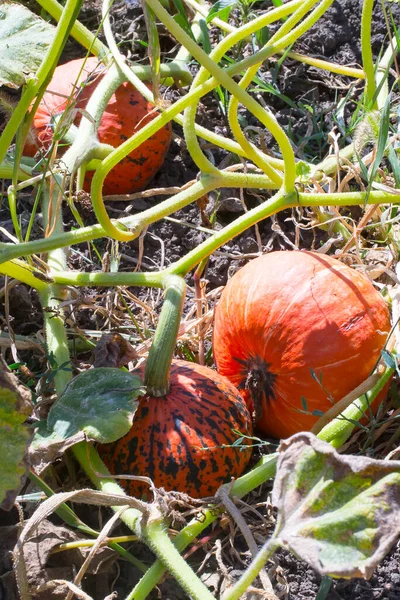 Pumpkins in a sunny garden