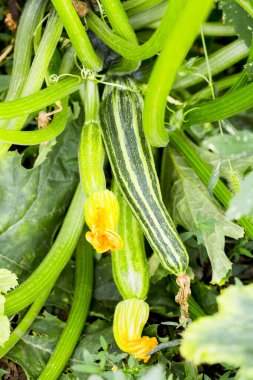kabak yaprakları ve çiçekler, seçici odak