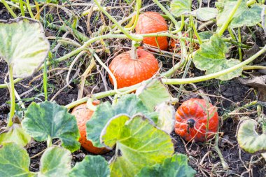 Turuncu organik kabaklar sahada, seçici odak