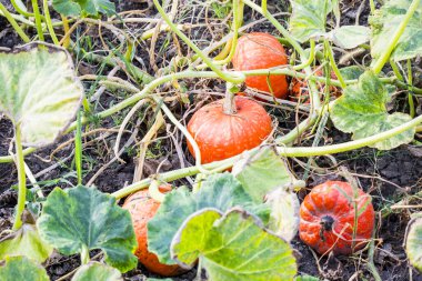 Turuncu organik kabaklar sahada, seçici odak