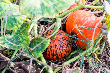 Turuncu organik kabaklar sahada, seçici odak