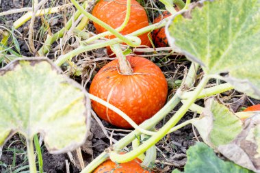 Turuncu organik kabaklar sahada, seçici odak