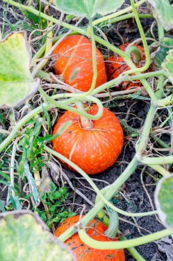 Turuncu organik kabaklar sahada, seçici odak