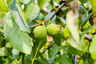 Genç yeşil cevizler ağaçta