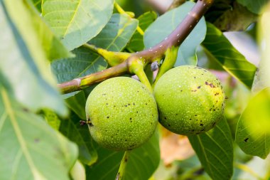 Genç yeşil cevizler ağaçta