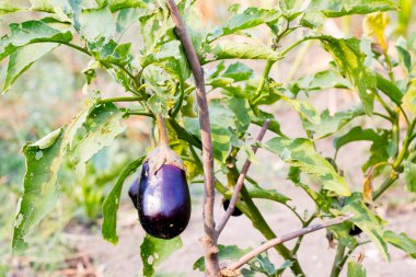 Organik patlıcan yetiştirmek (patlıcan, veya Solanum melongena). Sebze bahçesinde meyve. Yakın plan..
