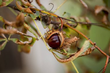 Ormandaki ağaçta kestane