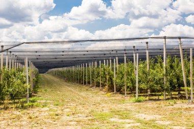 Doluya ve kuşlara karşı korumak için ağları olan meyve bahçeleri