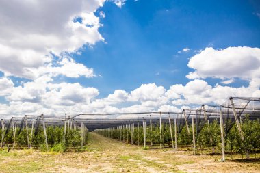 Doluya ve kuşlara karşı korumak için ağları olan meyve bahçeleri
