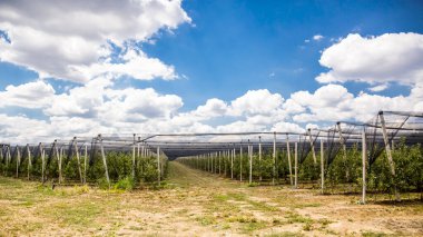 Doluya ve kuşlara karşı korumak için ağları olan meyve bahçeleri