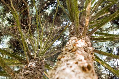 Ağaçtan görünen bir gökyüzü