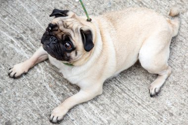 Güzel, mutlu, beyaz, şişman, sevimli köpek beton garajda yerde yatıyor.