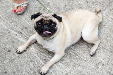 Güzel, mutlu, beyaz, şişman, sevimli köpek beton garajda yerde yatıyor.
