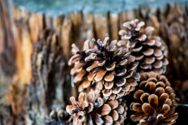 Çam ağacından düşen bir grup çürük çam kozalağı, Noel mevsiminin sembolü ve ayrıca çam iğneleriyle kaplanmış Xmas süsüdür.