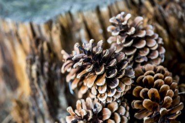 Çam ağacından düşen bir grup çürük çam kozalağı, Noel mevsiminin sembolü ve ayrıca çam iğneleriyle kaplanmış Xmas süsüdür.