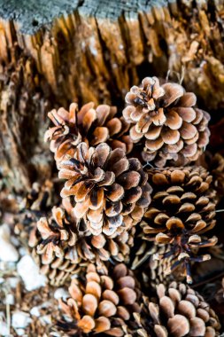 Çam ağacından düşen bir grup çürük çam kozalağı, Noel mevsiminin sembolü ve ayrıca çam iğneleriyle kaplanmış Xmas süsüdür.