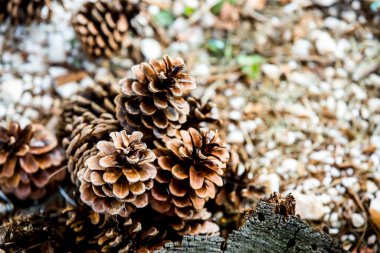 Çam ağacından düşen bir grup çürük çam kozalağı, Noel mevsiminin sembolü ve ayrıca çam iğneleriyle kaplanmış Xmas süsüdür.
