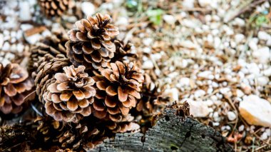 Çam ağacından düşen bir grup çürük çam kozalağı, Noel mevsiminin sembolü ve ayrıca çam iğneleriyle kaplanmış Xmas süsüdür.