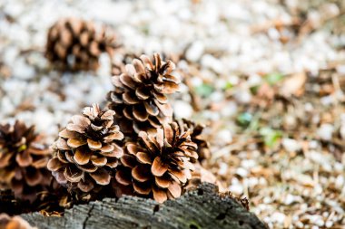Çam ağacından düşen bir grup çürük çam kozalağı, Noel mevsiminin sembolü ve ayrıca çam iğneleriyle kaplanmış Xmas süsüdür.