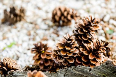 Çam ağacından düşen bir grup çürük çam kozalağı, Noel mevsiminin sembolü ve ayrıca çam iğneleriyle kaplanmış Xmas süsüdür.
