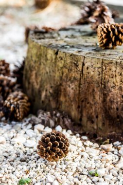 Çam ağacından düşen bir grup çürük çam kozalağı, Noel mevsiminin sembolü ve ayrıca çam iğneleriyle kaplanmış Xmas süsüdür.