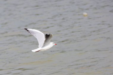 Flying seagull over sea water