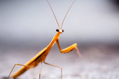 Peygamber devesi yabani böceği.