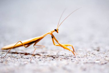 Peygamber devesi yabani böceği. 