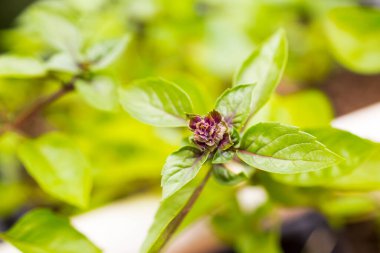 Bulanık bahçede taze fesleğen