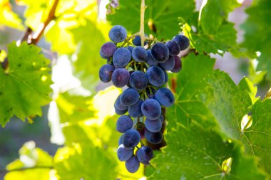 Asma üzümlü tek demet